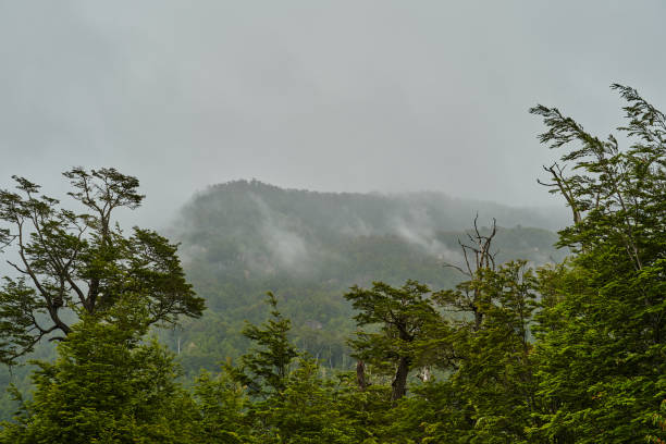 mgła unosząca się z przybrzeżnego lasu deszczowego pacyficznego wybrzeża chile w patagonii, ameryka południowa, mgła wyłaniająca się z dżungli - tree patagonia autumn green zdjęcia i obrazy z banku zdjęć