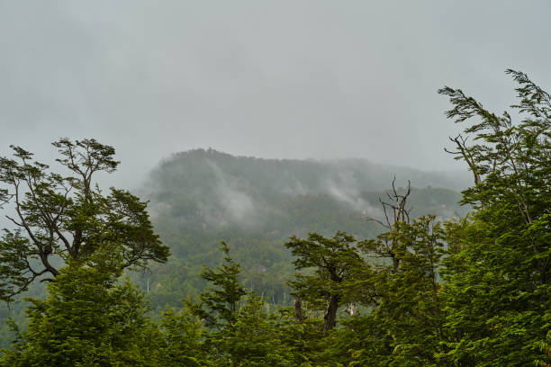 mist rising from coastal rain forest of the pacific coast of chile in patagonia, south america, fog emerging frm the jungle - tree patagonia autumn green imagens e fotografias de stock