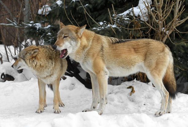 istock Gray Wolf couple (Canis lupus) in winter 1368772198