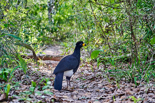bare faced curassow, Crax fasciolata, a large bird with small crest from the family Cracidae, chachalacas, guans. Found in Brazil, Paraguay, and Bolivia. Panatanal, Mato Grosso, South America