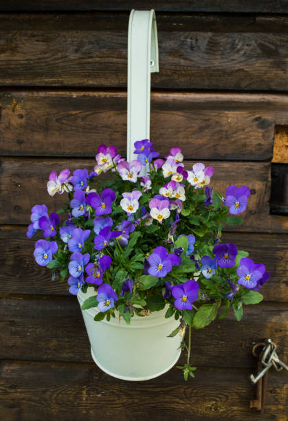 istock blue and violet horned violets in white flower pot 1368773716