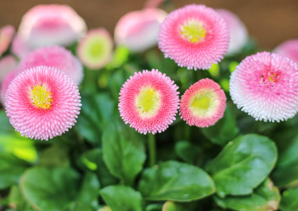 pink and yellow daisy blooming in spring in flower pot background