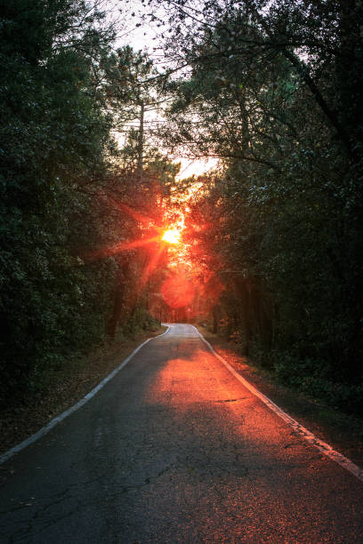 istock Forest road with red sunset in tuscany 1368774917