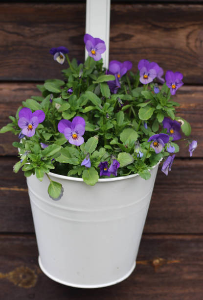 istock blue and violet pansy in flower pot 1368774948