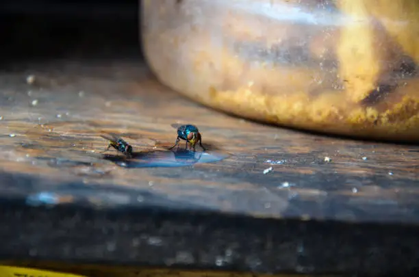 A blue bottle fly and housefly sucking milk from the wooden table. A housefly and cochliomyia hominvorax or common green bottle fly eating their meal together on wooden textured table.