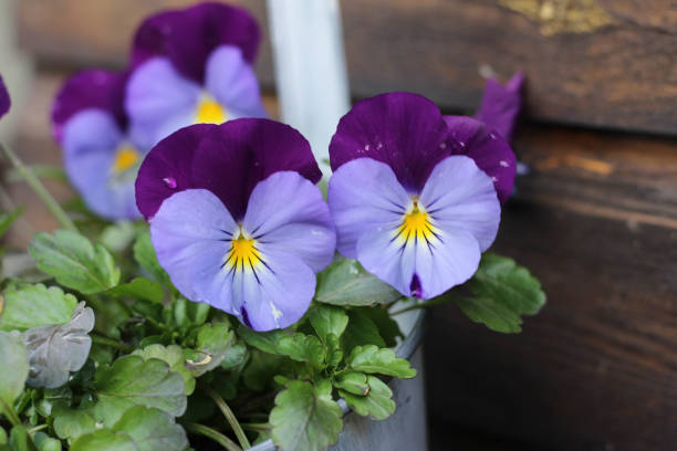 istock blue and violet pansy in flower pot 1368775570
