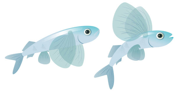 460+ Flying Fish Images Stock Illustrations, Royalty-Free Vector ...