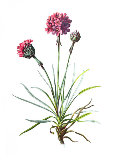 Armeria maritima, the thrift, sea thrift or sea pink or Thrift  flower. Antique hand drawn field flowers illustration. Vintage and antique flowers. wild flower illustration. 19th century. Armeria maritima, the thrift, sea thrift or sea pink or Thrift  flower. Antique hand drawn field flowers illustration. Vintage and antique flowers. wild flower illustration. 19th century. retro style. sea thrift illustrations stock illustrations