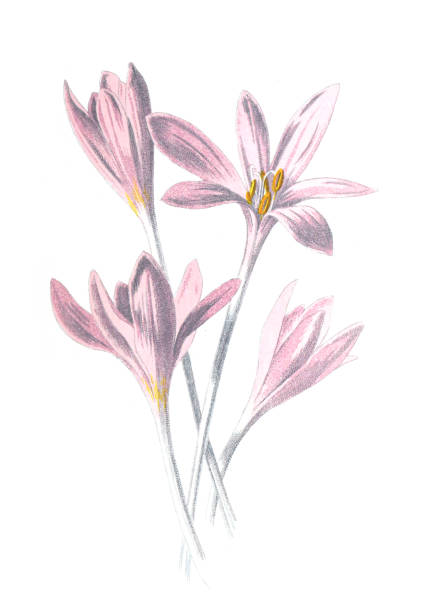 Colchicum autumnale, commonly known as autumn crocus, meadow saffron or naked ladies flower. Antique hand drawn field flowers illustration. Vintage and antique flowers. wild flower illustration. 19th century. Colchicum autumnale, commonly known as autumn crocus, meadow saffron or naked ladies flower. Antique hand drawn field flowers illustration. Vintage and antique flowers. wild flower illustration. 19th century. retro style. crocus tommasinianus stock illustrations
