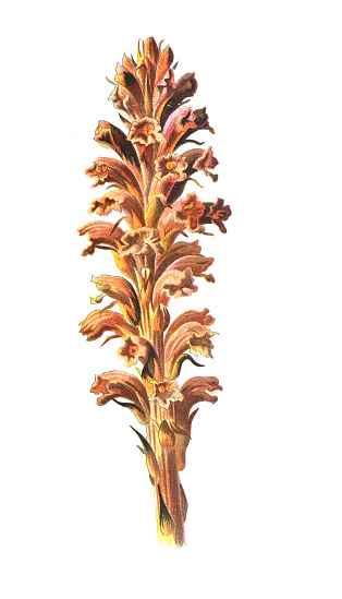 Orobanche, commonly known as broomrape flower. Antique hand drawn field flowers illustration. Vintage and antique flowers. wild flower illustration. 19th century. retro style.