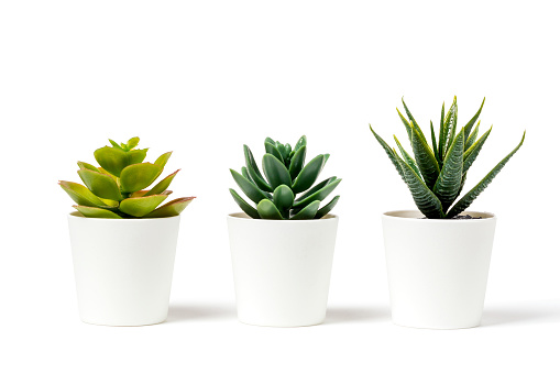 Beautiful artificial plants decorations in white pots isolated on white background.