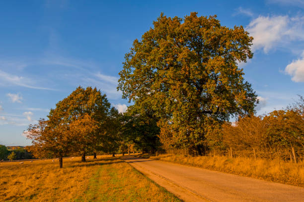 istock walking footpath autumn fall nature outdoors landscape environment beautiful 1368776656