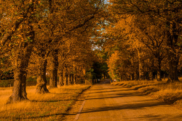 walking footpath autumn fall nature outdoors landscape environment beautiful