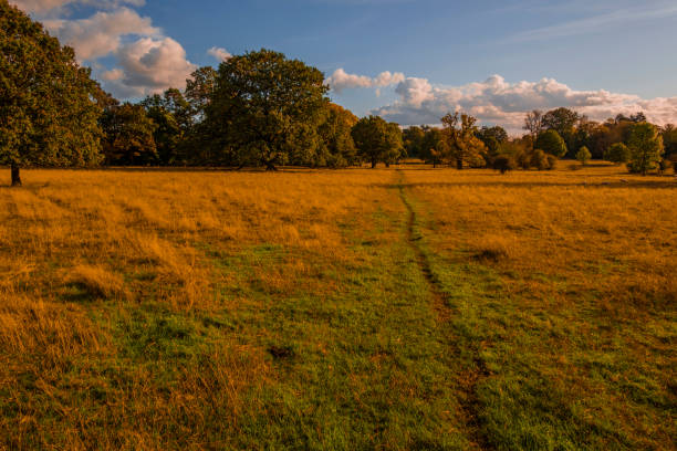 istock walking footpath autumn fall nature outdoors landscape environment beautiful 1368777436