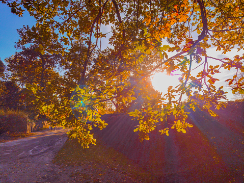 walking footpath autumn fall nature outdoors landscape environment beautiful