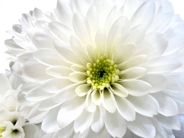 istock Close up Chrysanthemums petals white flower and reflections 1368777741