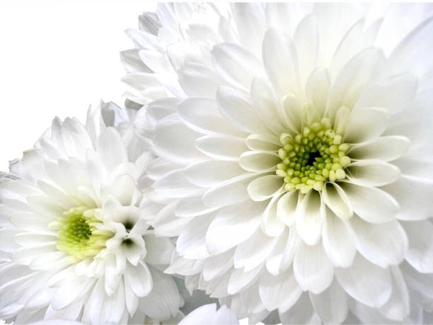 istock Close up Chrysanthemums petals white flower and reflections 1368777757