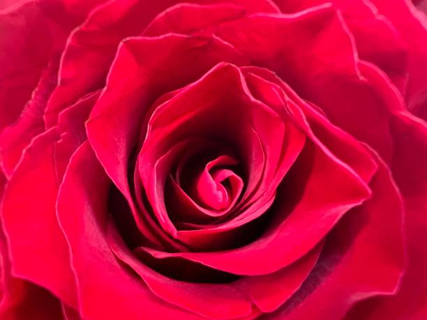 istock Close up red Rose petals red flower and reflections 1368777776