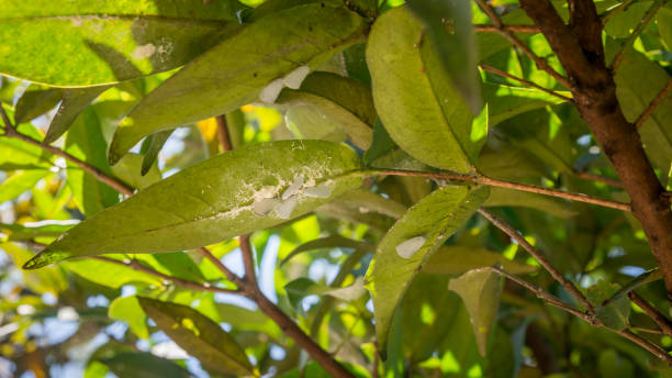 befall mit weißen fliegen, saft saugende winzige insekten auf grünen blättern - schmierläuse stock-fotos und bilder