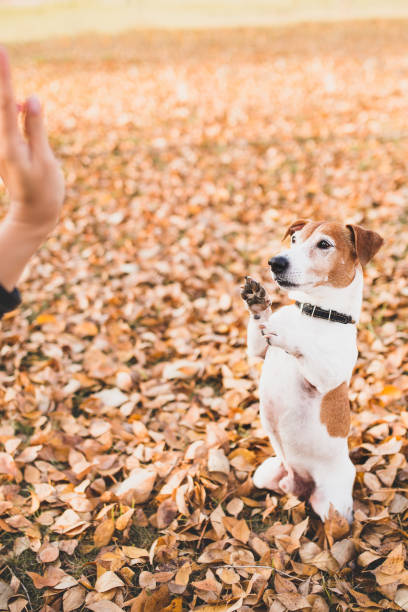 istock Obedient puppy Jack Russell Terrier fulfills the trainer command 1368778625