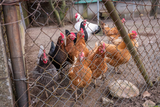 istock Chickens behind the fence outdoors 1368780187