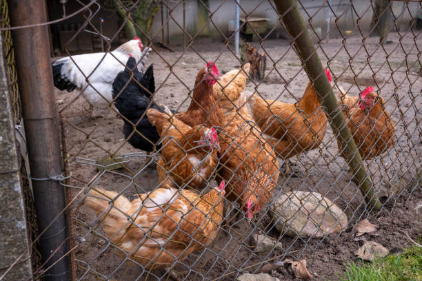 istock Chickens behind the fence outdoors 1368780233