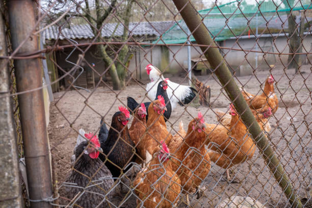 istock Chickens behind the fence outdoors 1368780411