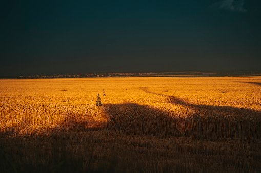 Wheat field before storm