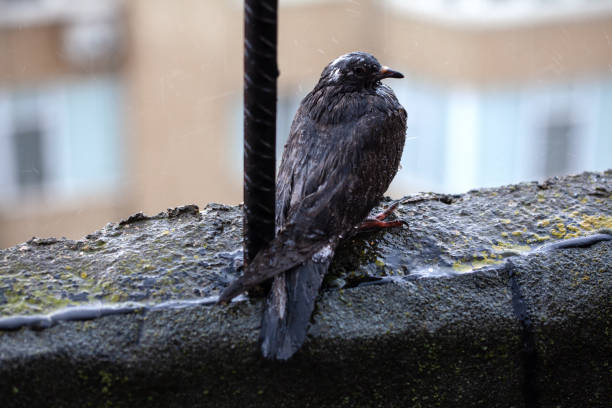 istock Bird standing in the rain 1368783518