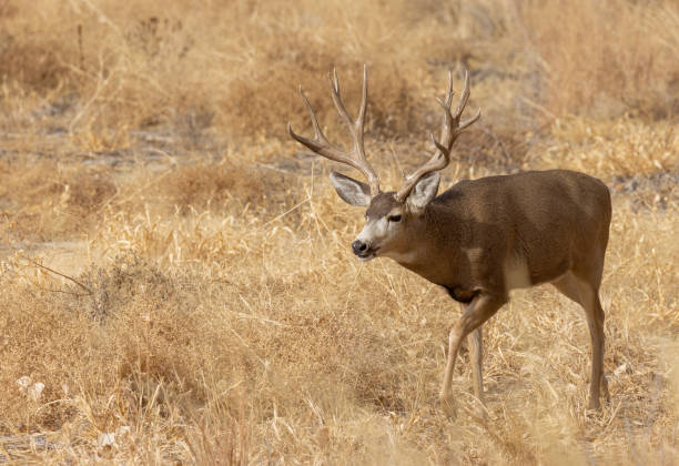 istock Buck Mule Deer in Fall in Colorado 1368783901