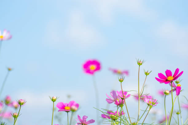 istock Cosmos and Sky / Konosu City, Saitama Prefecture 1368783998