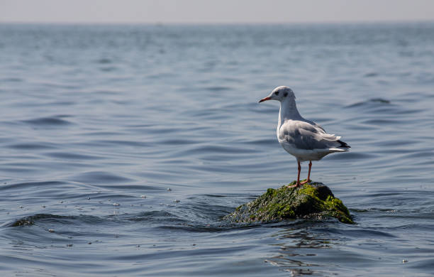 istock Seagull standing on vibrant green mossy rocks by the sea 1368784017