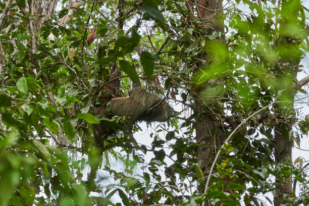 istock Linnaeuss two toed sloth, Choloepus didactylus, also southern two toed sloth, or Linnes two toed sloth is a species of sloth from South America, hanging high in the canopy of the tropical rain forest 1368784113