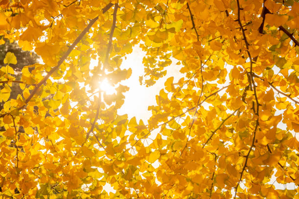 el otoño deja el ginkgo al sol / ciudad de saitama, prefectura de saitama - ginkgo tree ginkgo tree japan fotografías e imágenes de stock