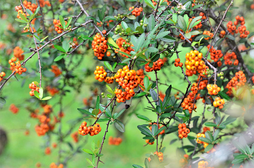 In the garden of the square the orange fruits of pyracantha