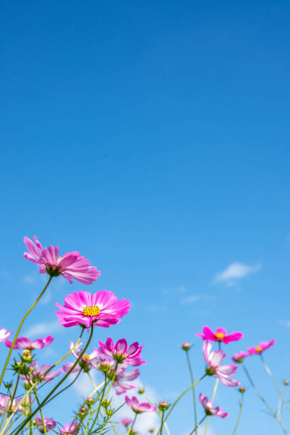istock Cosmos and Sky / Konosu City, Saitama Prefecture 1368784494