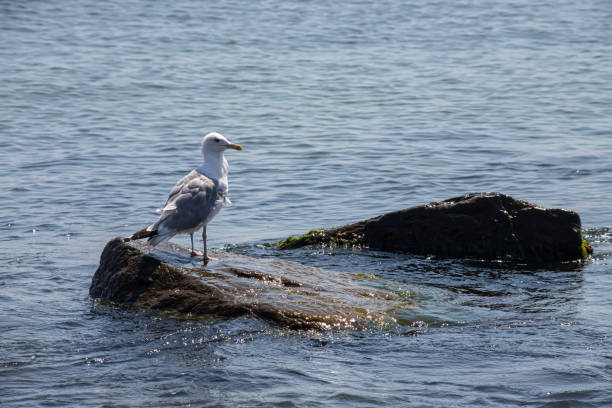 Seagull standing on vibrant green mossy rocks by the sea.