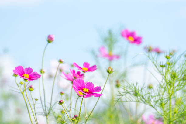 istock Cosmos and Sky / Konosu City, Saitama Prefecture 1368784583