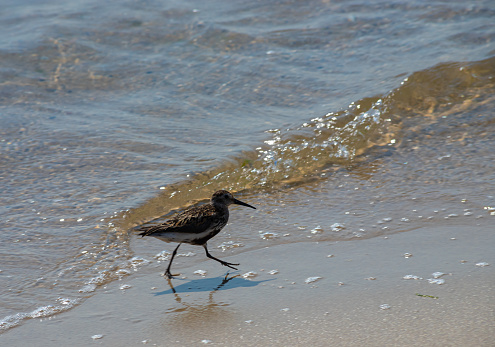 A Dunlin is walking on the beach. Also known as a Red-backed Sandpiper.