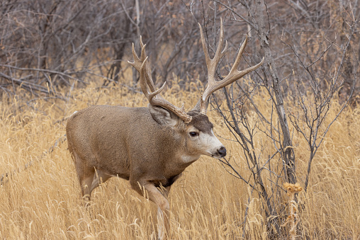 a buck mule deer during the rut in autumn in Colorado