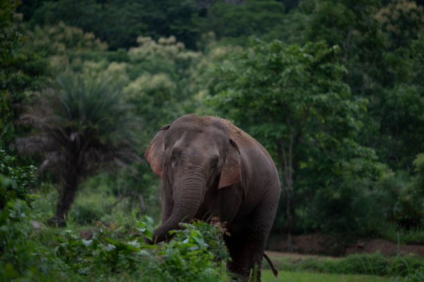 istock Wild elephants- rural India 1368787566