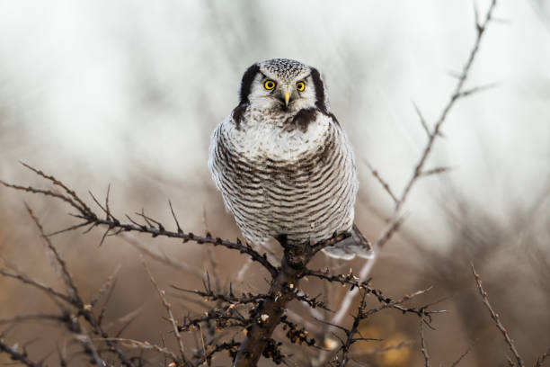 coruja-do-norte (surnia ulula) - northern hawk owl - fotografias e filmes do acervo