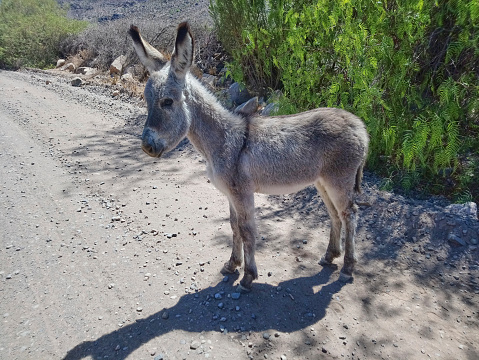 cute little baby donkey foal standing on a gravel road in Peru, South America