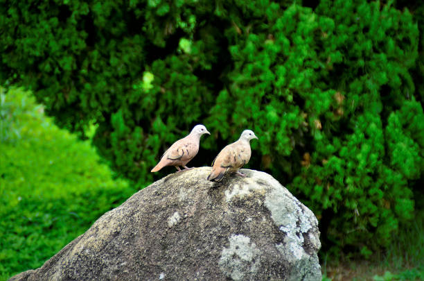 Two Columbinas inns quietly on the stone in the square
