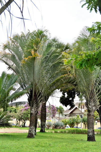 istock Dypsis decaryi decorating city garden 1368791276