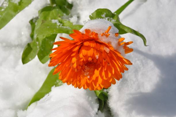 istock Marigold under the snow in Brittany 1368792413