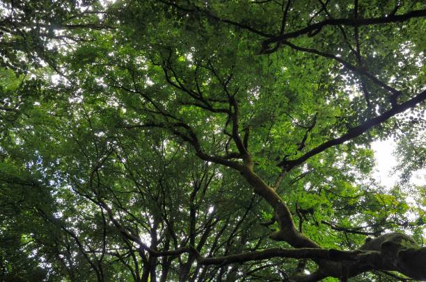 istock Trees at summer in France 1368792533