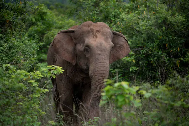 Wild elephants shot in rural andhra pradesh, India
