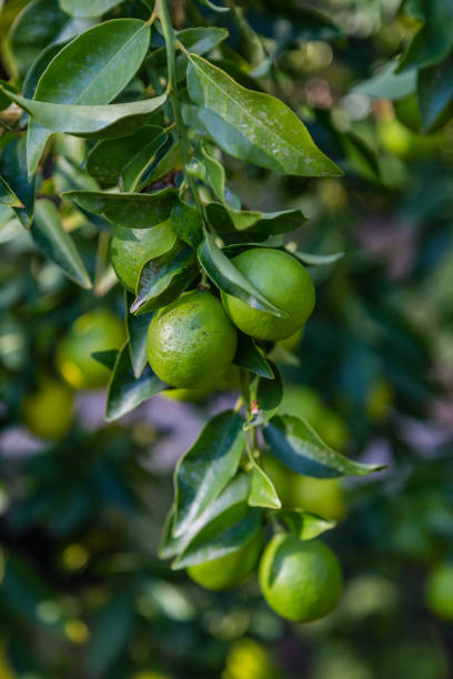 istock Limequat on the branch of the tree 1368792825