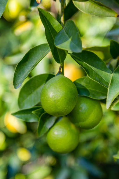 istock Limequat on the branch of the tree 1368793440
